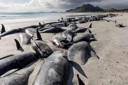 Thế giới - 500 con cá voi hoa tiêu mắc cạn ở New Zealand, không ai dám cứu