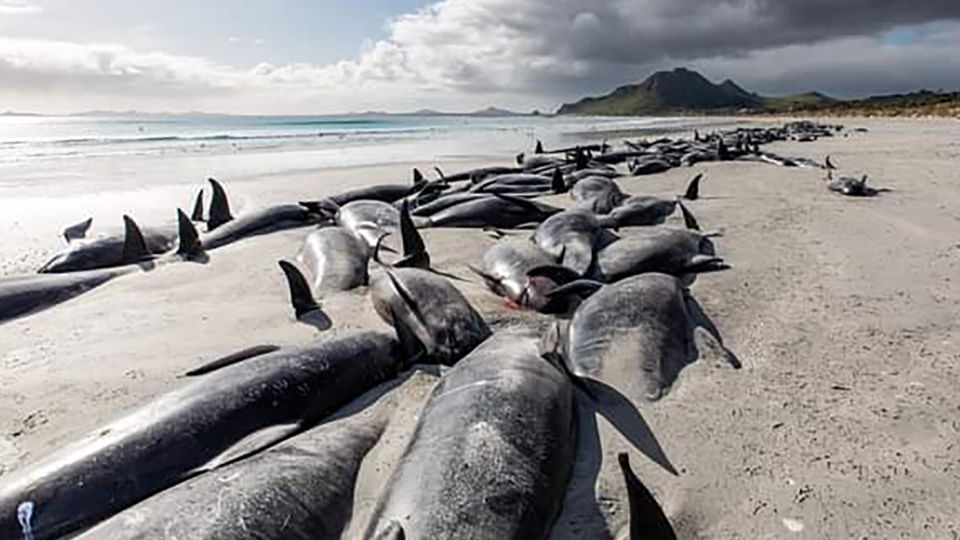 Hàng trăm con cá voi hoa tiêu mắc cạn ở quần đảo&nbsp;Chatham, New Zealand, ngày 8/10. Ảnh: Tamzin Henderson&nbsp;