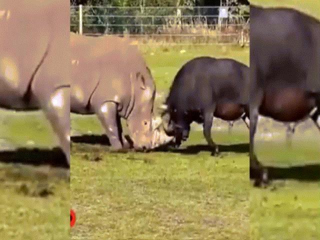 Video: Coi thường đối thủ, tê giác khổng lồ trúng cú húc tử thần của trâu đực hung hăng