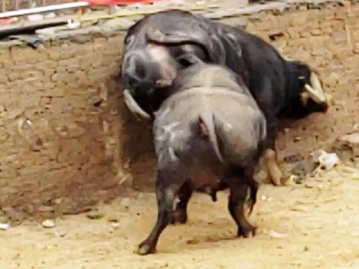 Media - Hãi hùng với những trận trâu bò húc nhau náo loạn đường phố