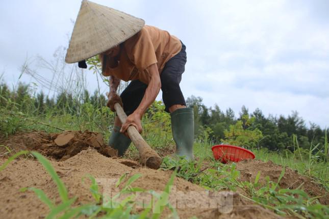 Sau những trận lũ, đợt mưa lớn kéo dài, nhiều người dân Hà Tĩnh lại ra những bãi cát bồi, vùng đất trống để đào dế. Mỗi người chuẩn bị dụng cụ như xô, chậu, rổ và cuốc để đi săn.