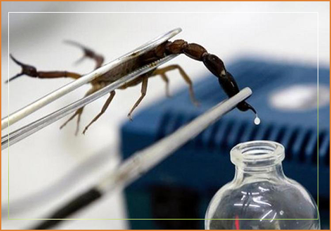 Chiết xuất từ nọc độc bọ cạp giúp ức chế, kiểm soát kênh vận chuyển clo qua màng tế bào