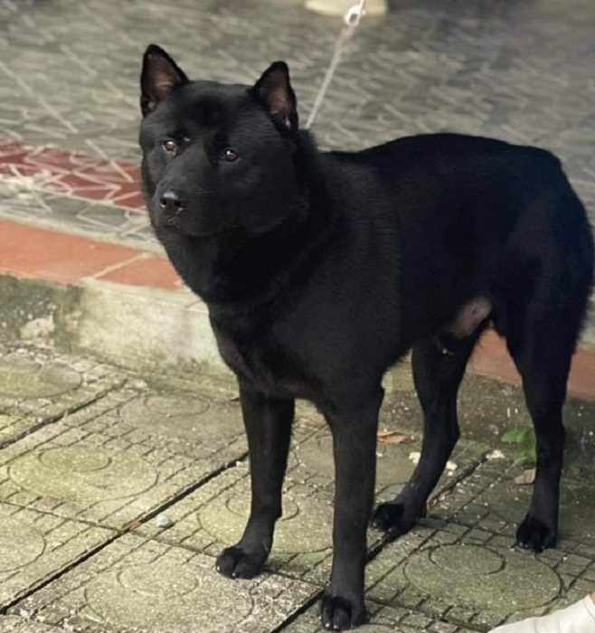 Xôn xao một chú chó vừa được chuyển nhượng với giá gần nửa tỷ đồng tại Phú Thọ - 7