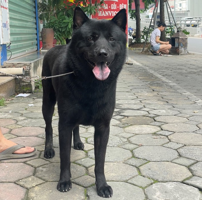 Xôn xao một chú chó vừa được chuyển nhượng với giá gần nửa tỷ đồng tại Phú Thọ - 6