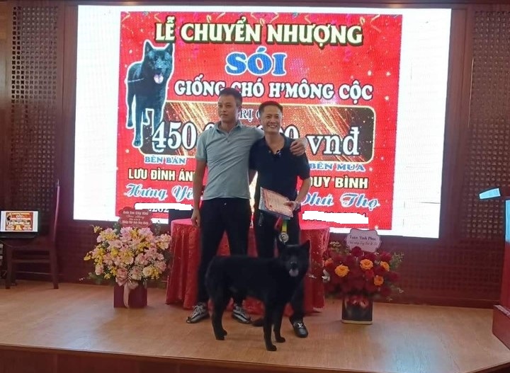 Xôn xao một chú chó vừa được chuyển nhượng với giá gần nửa tỷ đồng tại Phú Thọ - 3