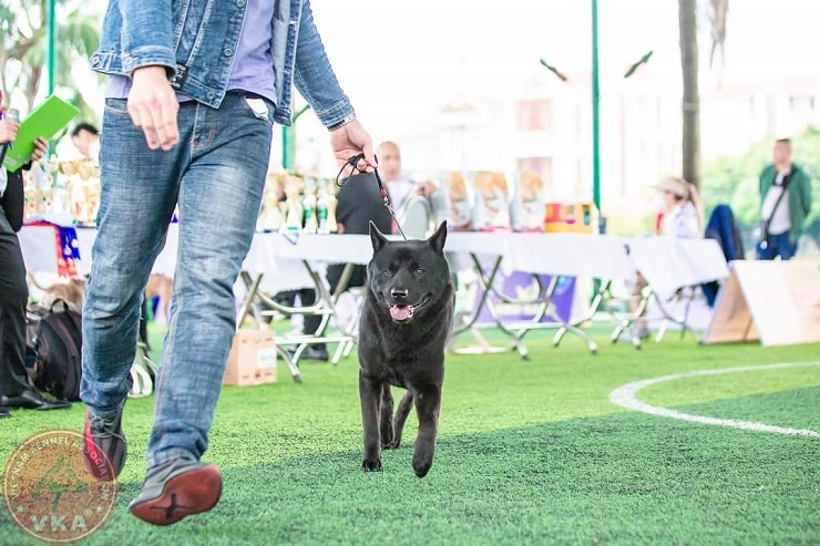 Xôn xao một chú chó vừa được chuyển nhượng với giá gần nửa tỷ đồng tại Phú Thọ - 4
