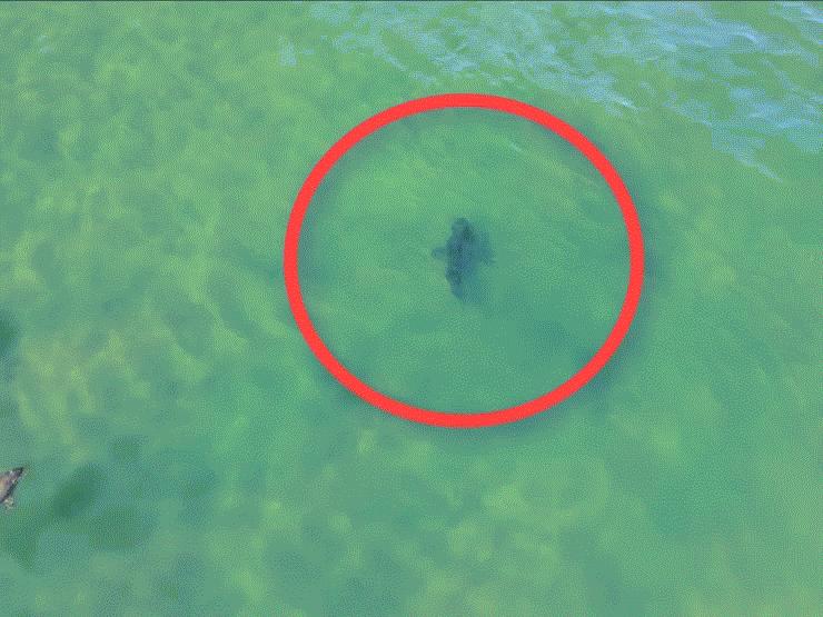 Thế giới - Video hiếm: Cá heo không hiền như nhiều người tưởng