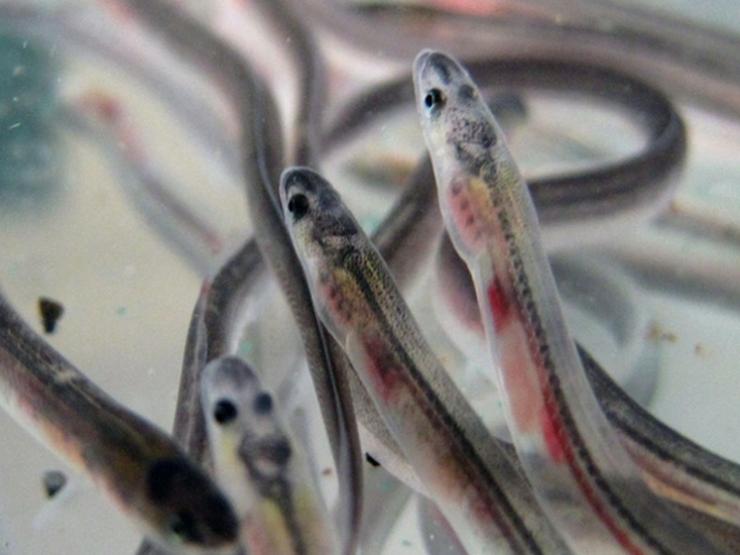 Thị trường - Tiêu dùng - Loài được ví như vàng trắng, giúp tăng cường sinh lý cho quý ông