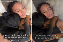 Bạn trẻ - Cuộc sống - Clip: Chó cưng chán nản ôm cô chủ để được an ủi “đốn tim” dân mạng