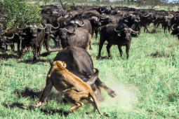 Media - Trâu rừng xả thân cứu đồng loại khỏi kẻ săn mồi
