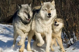 Phi thường - kỳ quặc - Mỹ: 6 con sói xám quý hiếm chết bất thường, treo thưởng 1,2 tỷ đồng để bắt thủ phạm