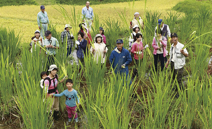 Loại tre này chỉ mọc dưới nước, được người Nhật gọi là “cỏ thần” - 1