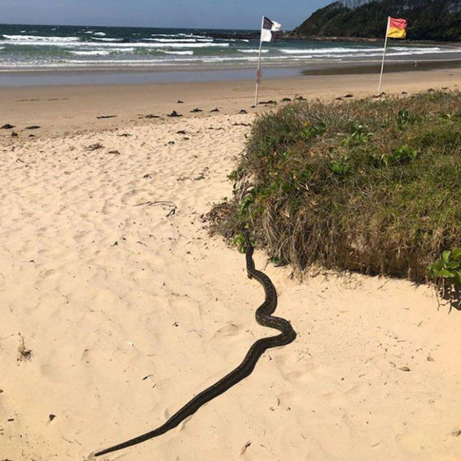 Một con rắn phơi nắng trên bãi biển Woolgoolga, bang New South Wales. Ảnh: 9News
