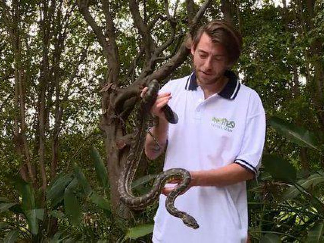 Thế giới - Úc: Rắn bò lổm ngổm ra ngoài vì La Nina