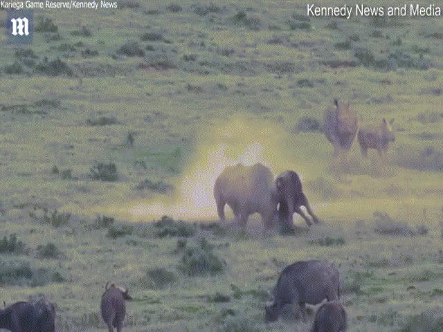 Video: Trâu rừng 7 tạ quyết đấu tê giác 2,5 tấn, kết thúc đầy bất ngờ