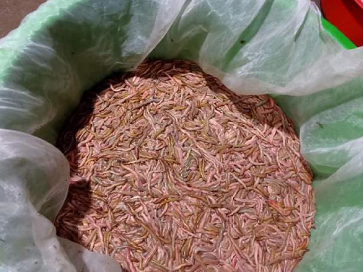 Thị trường - Tiêu dùng - "Lộc trời" nhìn ghê sợ, giá nửa triệu 1kg vẫn đắt hàng