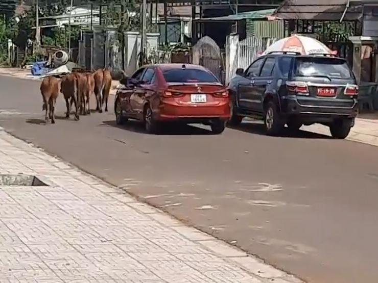 Ô tô - Clip: "Choáng váng" cảnh chăn bò thời 4.0