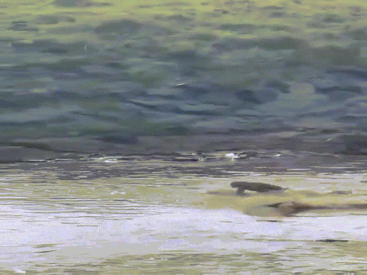 Video: Sư tử bứt tốc, trốn thoát khỏi vòng vây của 40 con cá sấu một cách ngoạn mục