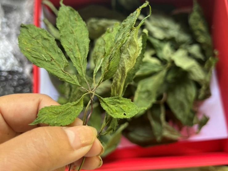 Thị trường - Tiêu dùng - Điều ít biết về loại lá cây đắt nhất Việt Nam, giá lên đến hàng trăm triệu đồng/kg