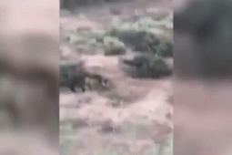 Thế giới - Video: Nổ súng bắn trâu rừng nặng 1 tấn, không ngờ dính cú phản đòn mất mạng