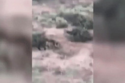 Thế giới - Video: Nổ súng bắn trâu rừng nặng 1 tấn, không ngờ dính cú phản đòn mất mạng