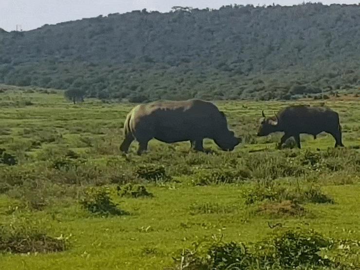 Media - Trâu rừng liều mạng truy sát tê giác và "bài học" nhớ đời