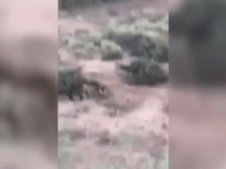 Thế giới - Video: Nổ súng bắn trâu rừng nặng 1 tấn, không ngờ dính cú phản đòn mất mạng