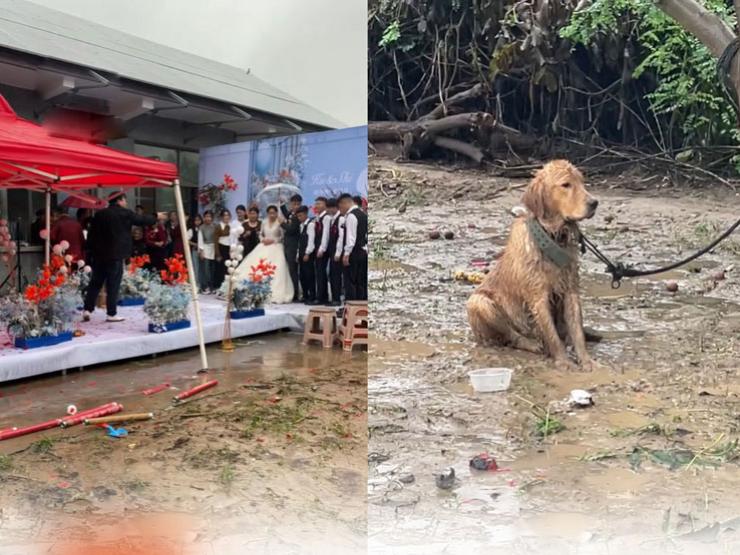 Clip: Chó cưng bị xích dưới mưa khi chủ nhân cưới vợ gây tranh cãi