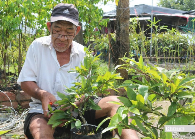 Ông Trần Văn Bé Sáu (ngụ xã Vĩnh Thành, huyện Chợ Lách, tỉnh Bến Tre) tạo dáng mai vàng phục vụ Tết.