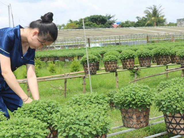 Thị trường - Tiêu dùng - Bến Tre: Tất bật chăm sóc hoa kiểng phục vụ thị trường Tết