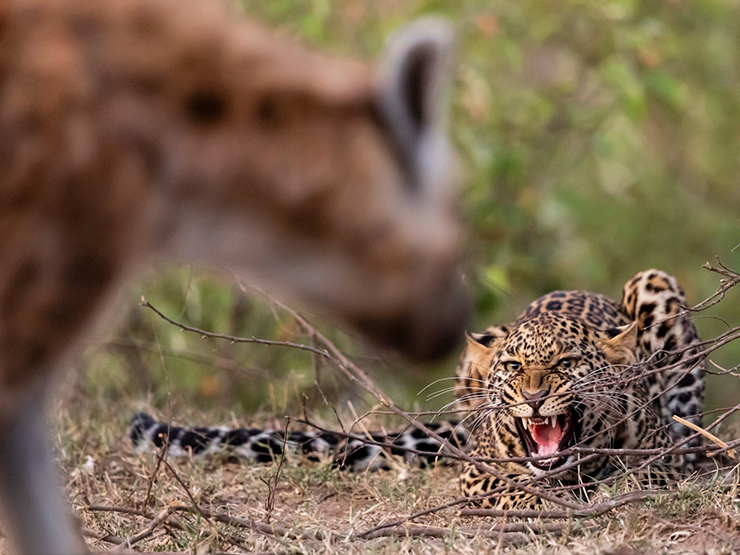 Media - Linh cẩu vây hãm "đánh hội đồng" báo hoa mai