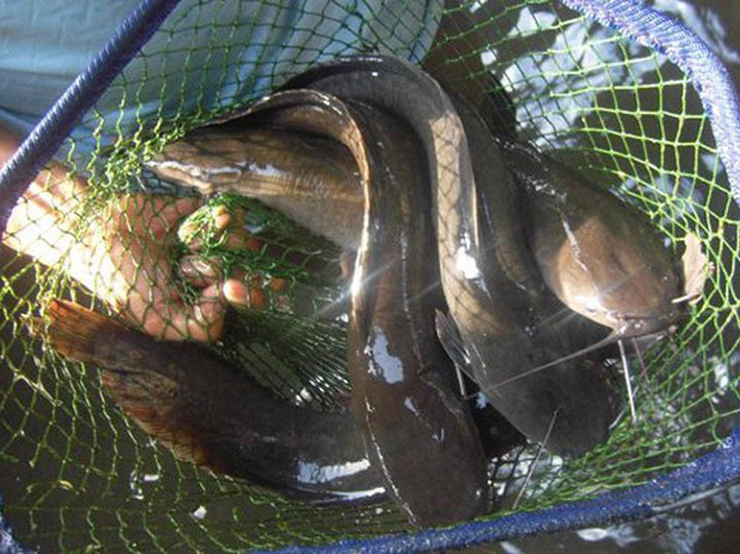 Cá trê là loài cá nước ngọt thuộc họ cá da trơn. Chúng sống ở ao hồ, đầm lầy, đồng ruộng hoặc nơi có nhiều bùn. 
