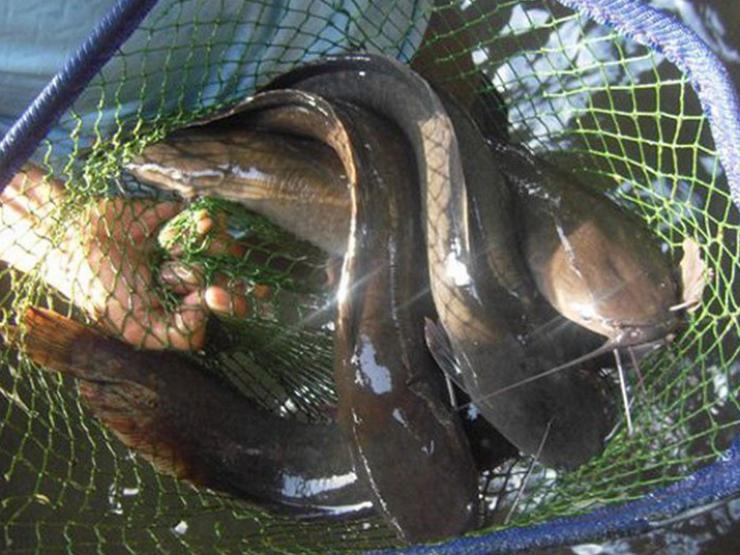 Loài cá quê trước ai cũng chê lên chê xuống, nay thành đặc sản 200.000 đồng/kg