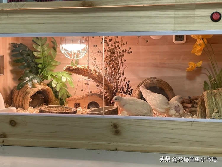 Những con gà chỉ bằng nắm tay "gây bão", nườm nượp người đặt mua - 2