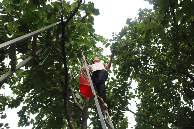 Người dân bắc thang sắt, mang theo làn nhựa trèo cây hái quả. Đây là loại cây cho ra quả ngọt thanh, giòn, không có hạt, là đặc sản của huyện miền núi Vũ Quang