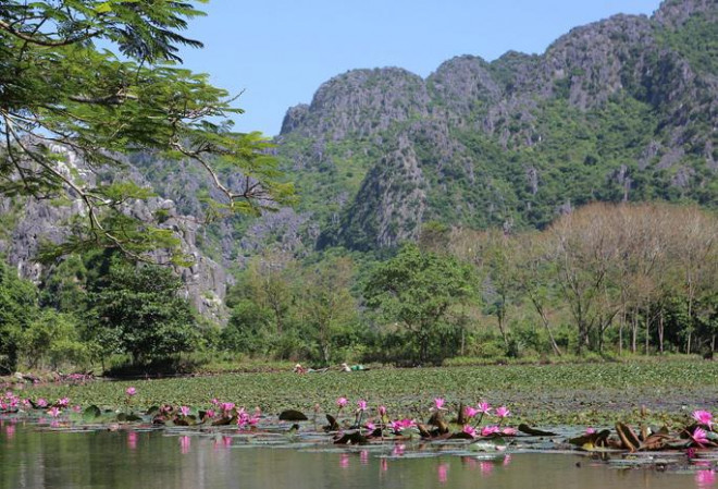 Thời điểm này cũng là lúc những bông hoa súng tím nở rộ tạo nện một bức tranh hữu tình