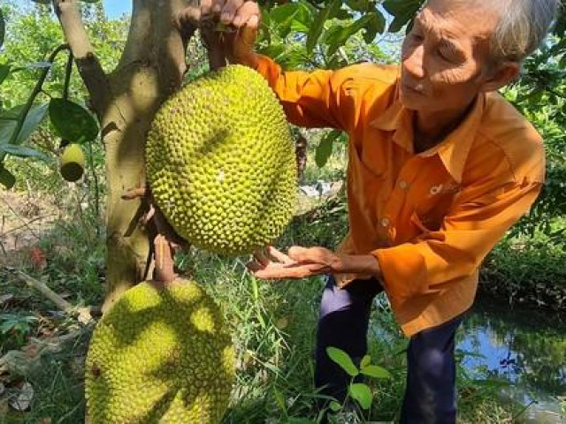 Thị trường - Tiêu dùng - Khó đỡ với giá mít Thái và sầu riêng ở miền Tây