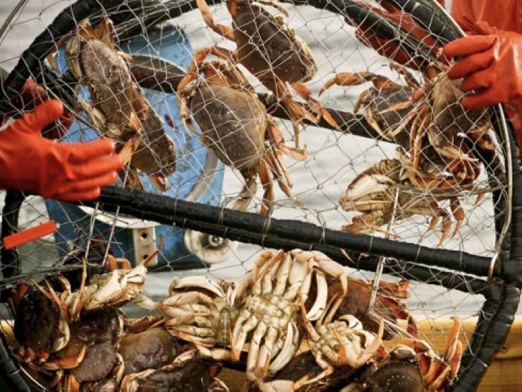 Thế giới - Mỹ: Hàng tỉ con cua tuyết biến mất khỏi vùng biển Alaska gây lo ngại