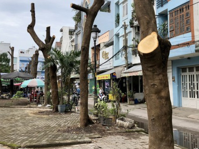 Tin tức trong ngày - Ngỡ ngàng với hình ảnh hàng cây "trơ xương" ở quận 8 - TP HCM
