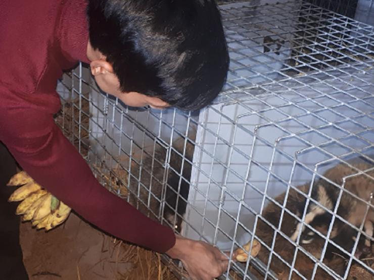 Thị trường - Tiêu dùng - Nuôi loài thú lạ ưa bóng tối, thích ăn chuối và cháo, bán làm đặc sản thu tiền tỷ/năm