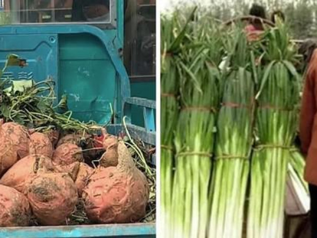 Phi thường - kỳ quặc - Dân Trung Quốc kinh ngạc với khoai lang to hơn đầu, hành cao hơn người