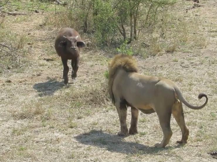 Media - Sư tử đực "hèn nhát" bỏ chạy khi bị trâu non truy đuổi