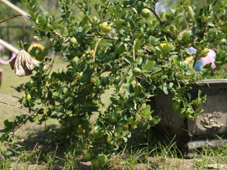 Thị trường - Tiêu dùng - Bất ngờ vỏ chanh được rao bán với giá 2 triệu đồng/kg vẫn hút khách