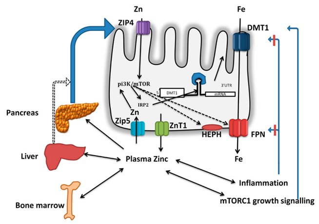 Cơ chế hấp thu kẽm và sắt tại niêm mạc ruột