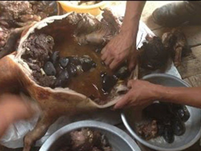 Ẩm thực - Sự thật rợn người sau món dê nướng ngon nức tiếng của người Mông Cổ