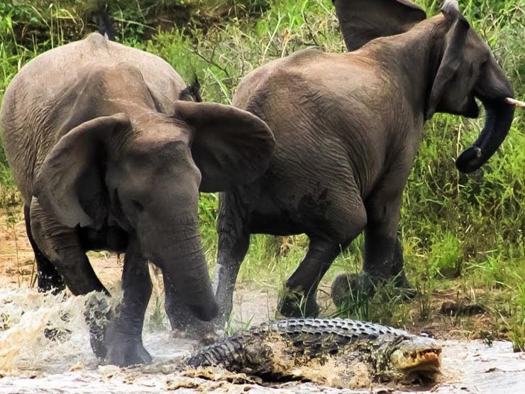 Media - Sư tử, hổ lãnh kết cục thảm hại vì dám "gây hấn" với voi