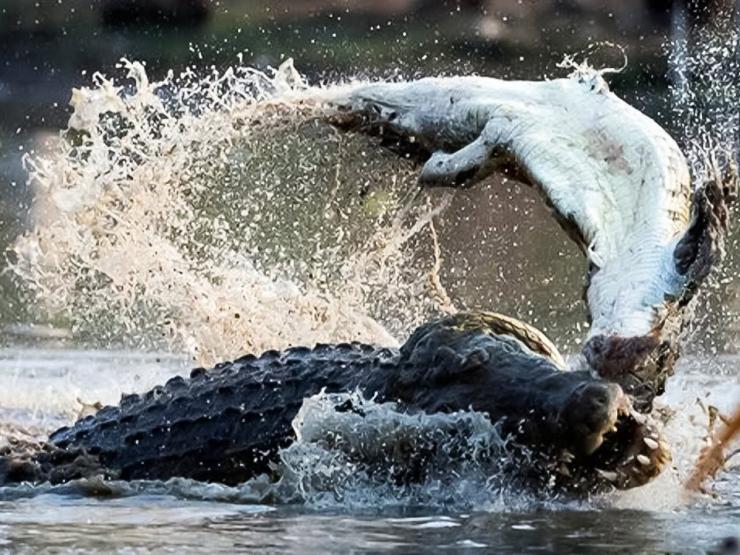 Cá sấu hung hãn đi săn gặp hàng loạt đối thủ đối thủ nhanh, mạnh