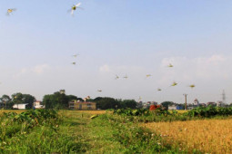 Thị trường - Tiêu dùng - Thứ đặc sản mỗi năm xuất hiện 2 lần ở các cánh đồng, đến tối dân đi bắt bán 300.000 đồng/kg