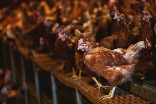 Các trang trại gà ở Anh được yêu cầu tăng cường các biện pháp an toàn sinh học. Ảnh: Mint Images