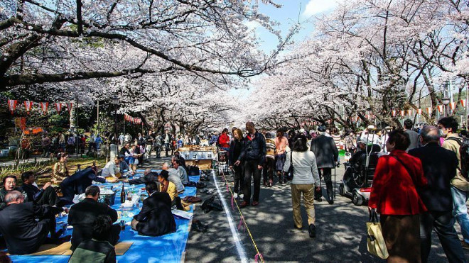 Công viên Ueno tràn ngập&nbsp;anh đào nở rộ khi mùa xuân đến. @JapanGuide